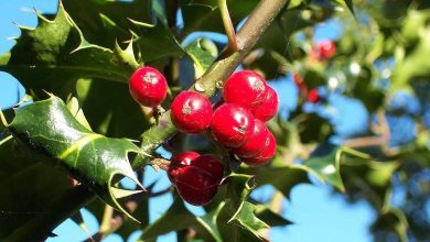 Photo of 5 plantes de Noël les plus célèbres