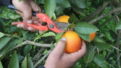 Photo of Guide d’élagage des orangers