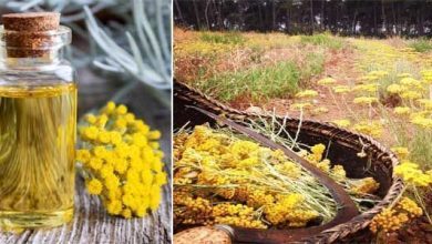 Photo of Helichrysum italicum: fiche plante et caractéristiques