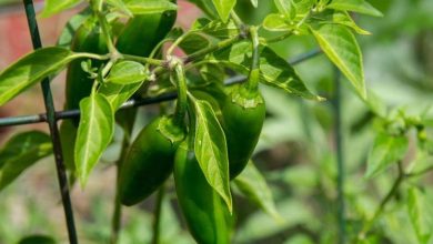 Photo of 9 leçons sur la culture des piments Jalapeno