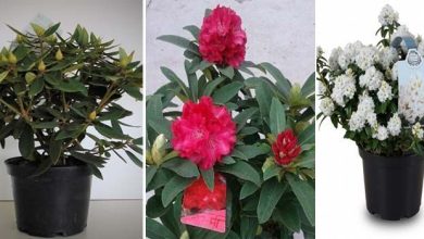 Photo of Culture et entretien des rhododendrons
