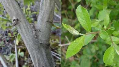 Photo of Salix atrocinerea (saule cendré): un arbuste aux vertus thérapeutiques