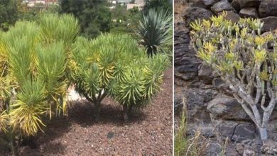 Photo of Caractéristiques de la verode (Kleinia neriifolia): une succulente extraordinaire