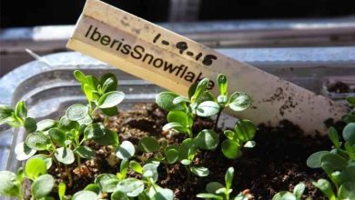 Photo of Iberis sempervirens: une fleur fantastique pour le jardin méditerranéen