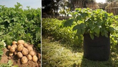 Photo of Comment planter des pommes de terre dans le jardin