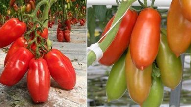 Photo of Tomate San Marzano: l’originale des sauces tomates