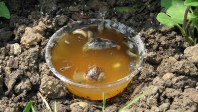 Photo of Comment fabriquer un piège à escargots