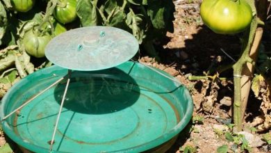 Photo of Tuta Absoluta: identification et contrôle chez la tomate