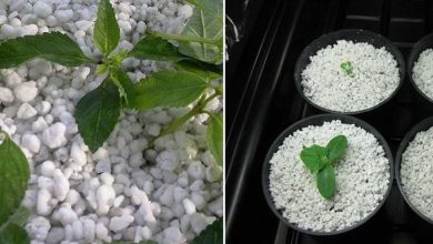 Photo of Substrat perlite: quels sont ses avantages et ses inconvénients?