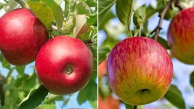 Photo of Pomme Fuji: découvrez ses caractéristiques et sa culture