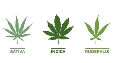 Photo of Les graines de cannabis et leur diversité