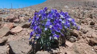 Photo of Caractéristiques de la violette du Teide (Viola cheiranthifolia)