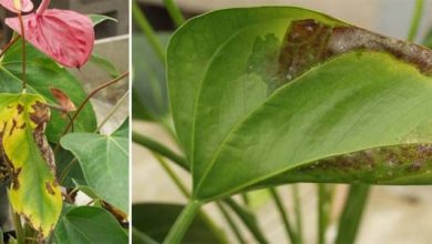 Photo of Guide d’entretien et de culture de l’Anthurium