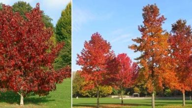 Photo of Liquidambar: un arbre parfait pour votre jardin