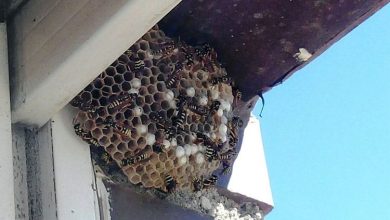 Photo of Comment supprimer un nid de guêpes en toute sécurité