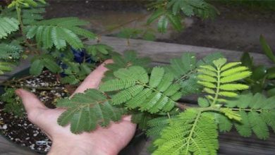 Photo of Mimosa tenuiflora (Jurema): un arbuste aux vertus médicinales