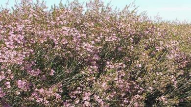 Photo of Cultiver au jardin Chamelaucium uncinatum (fleur de cire)