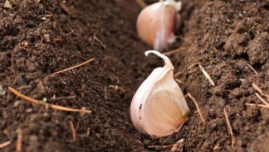 Photo of Comment planter de l’ail au jardin (et en pots)