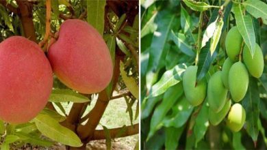 Photo of Comment planter une mangue avec 100% de réussite