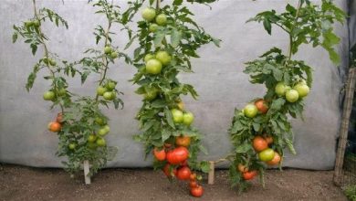 Photo of Recommandations essentielles pour la culture de la tomate