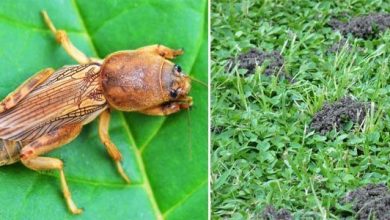 Photo of Courtilière: comment l’empêcher d’affecter vos plantes