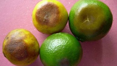 Photo of Symptômes et contrôle des maladies du citronnier