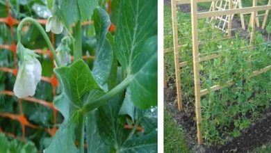 Photo of Comment planter des pois dans le jardin