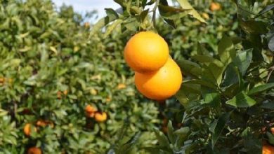 Photo of Rôle des nutriments dans les agrumes