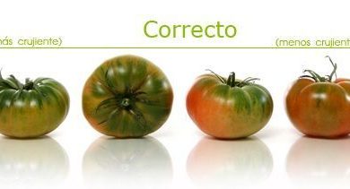 Photo of Tomate Raf: des choses que vous ne saviez pas sur la tomate la plus célèbre