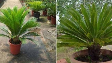 Photo of Cycas revoluta: guide de culture et d’entretien