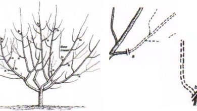 Photo of Ce qu’il faut savoir sur la taille des cerisiers