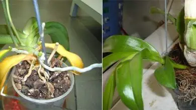 Photo of Comment prendre soin d’une orchidée à la maison