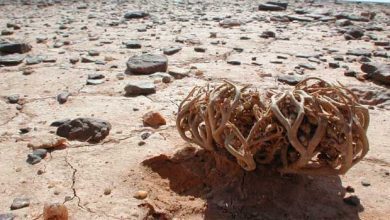 Photo of Rose de Jéricho: découvrez la plante immortelle