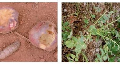 Photo of Découvrez les principaux ravageurs de la pomme de terre