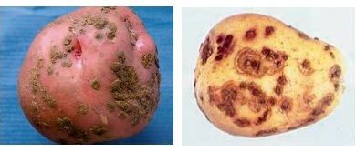 Photo of maladies de la pomme de terre