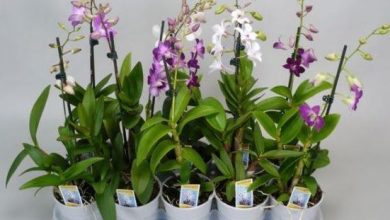 Photo of 5 engrais qui mettront vos orchidées comme une moto
