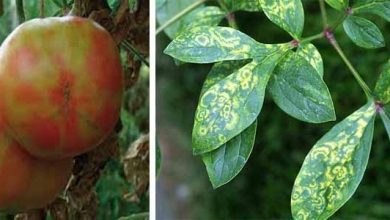 Photo of Principales maladies de la tomate